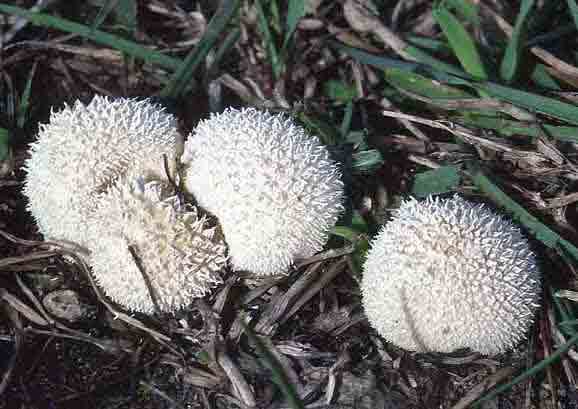 Lycoperdon curtisii
